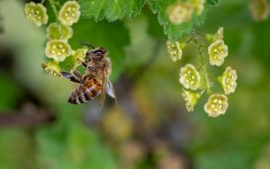 A méhpempő egy különleges méhtermék