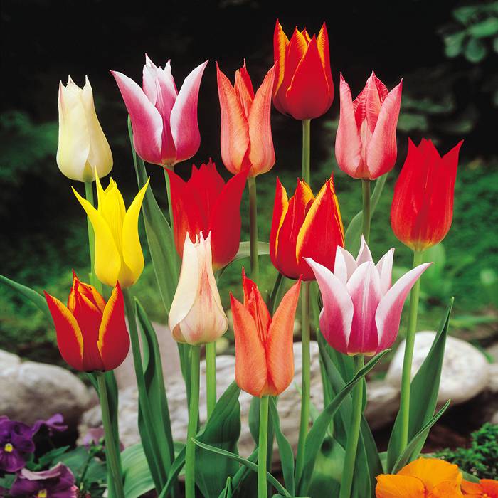 tulipán számtalan színben